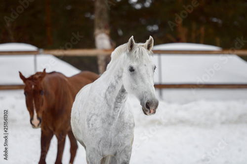 Domestic horses of different colors walking in the snow paddock in winter © sheikoevgeniya