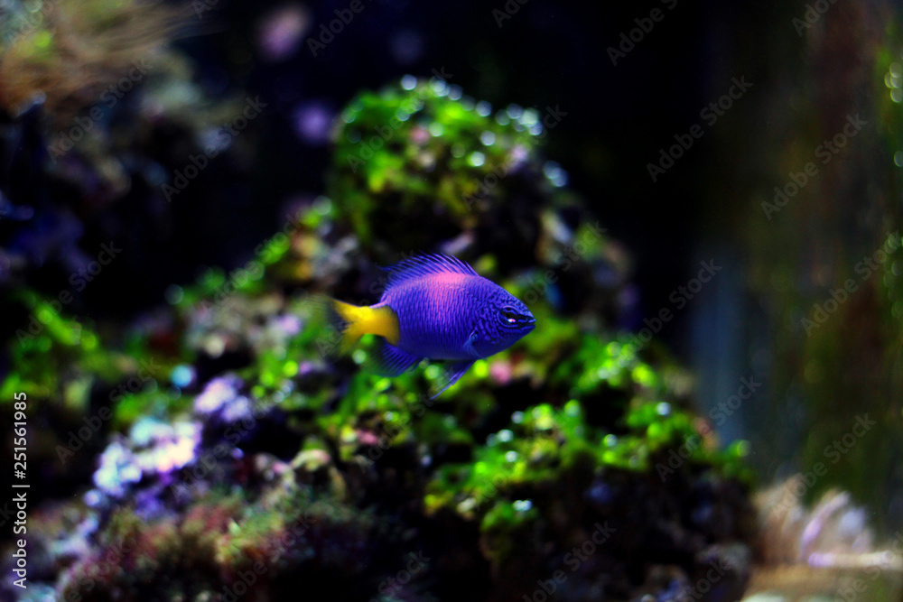 Obraz premium Yellowtail Damselfish - Chrysiptera parasema)