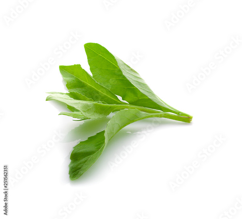 Fresh green leaf on white background.