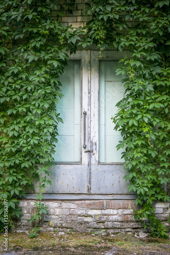 Old glass door surrounded by by ivy on the wall.