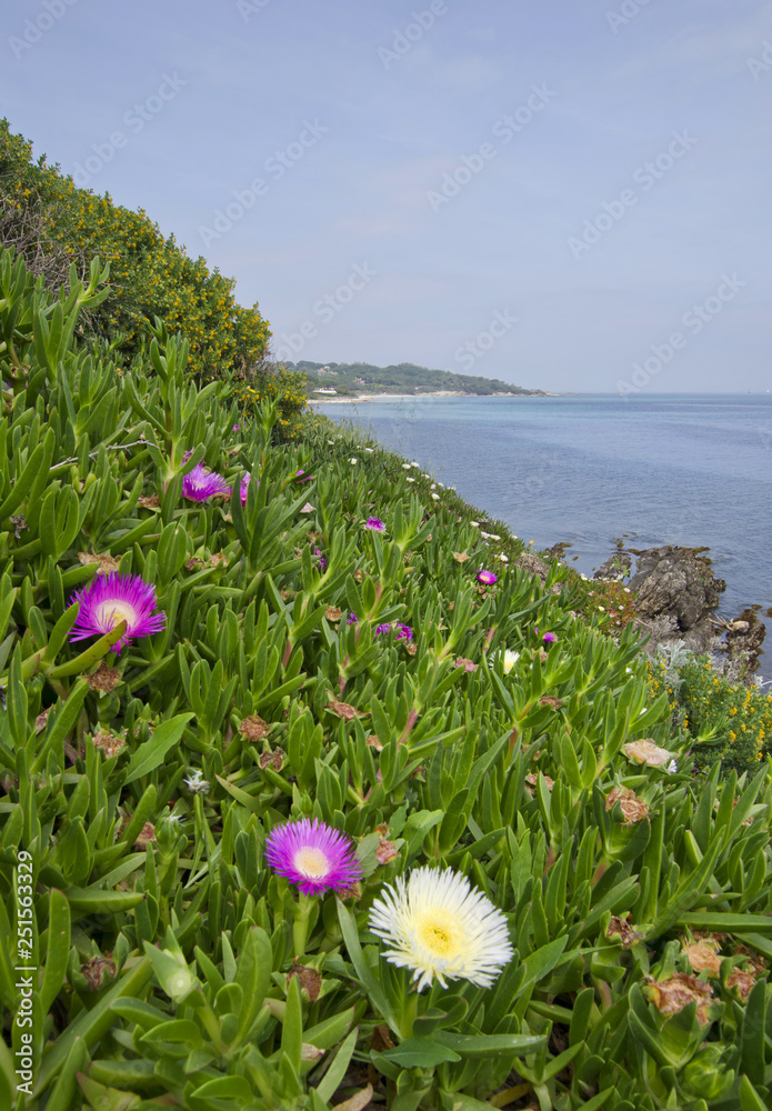 Flowers on cliff near Saint Tropez, French Riviera