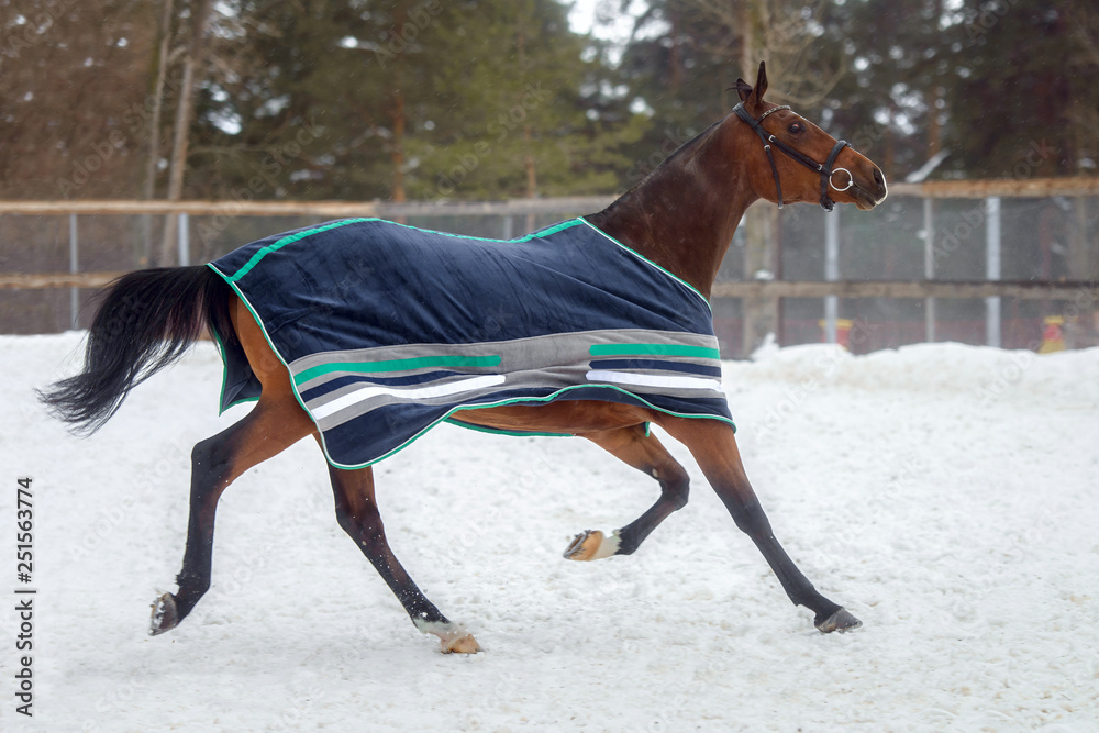 Domestic bay horse walking in the snow paddock in winter. The horse in the blanket Domestic bay horse walking in the snow paddock in winter. The horse in the blanket