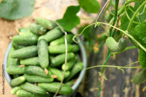 Cucumber growing in greenhouse. Growing cucumber on vine in the garden. Blurred image of bucket with freshly picked cucumbers.