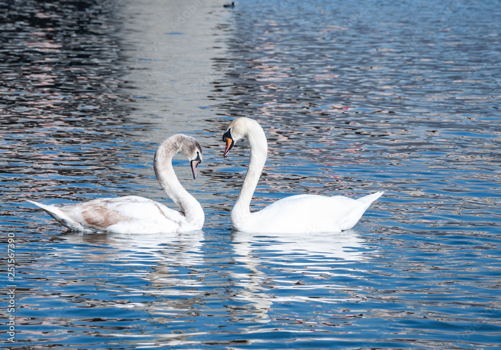 Fototapeta premium Swns on the river Vltava