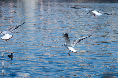 Closeup of flying seagull © tadeas