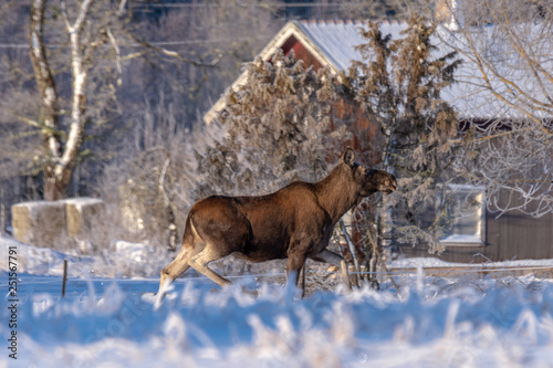 Female moose crossing the backyard in winter sunlight