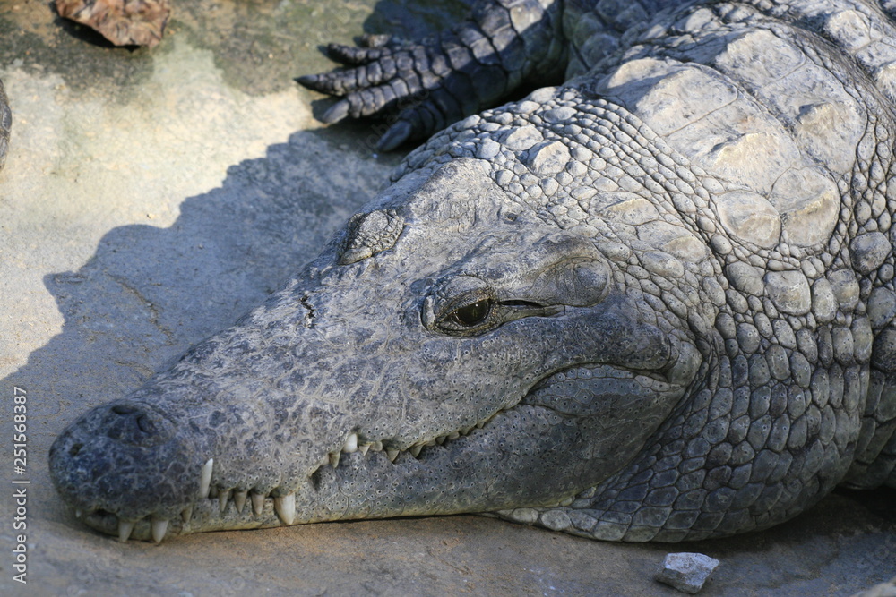 Close portrait of Nile crocodile, Crocodylus niloticus, mouth and teeth. Close portrait of Nile crocodile, Crocodylus niloticus, mouth and teeth.