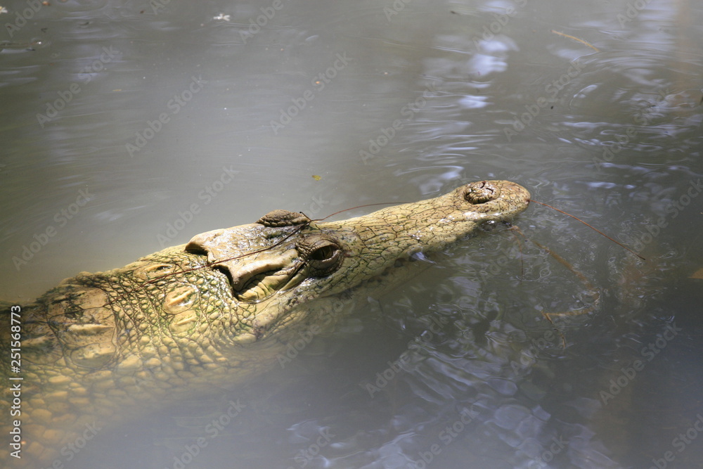 Close portrait of Nile crocodile, Crocodylus niloticus, mouth and teeth. Close portrait of Nile crocodile, Crocodylus niloticus, mouth and teeth.