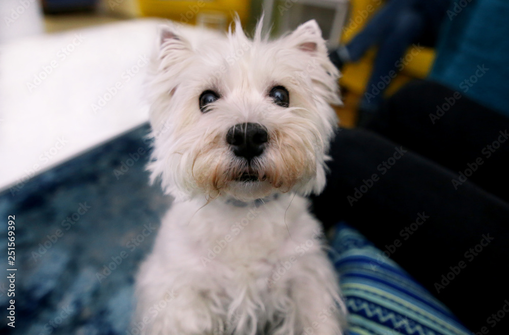 Dog photo shoot at home. Pet portrait of cute West Highland White Terrier dog enjoying and resting in living room indoor. Happy Colin Westie Terrier a very good looking dog posing in front of camera. Dog photo shoot at home. Pet portrait of cute West Highland White Terrier dog enjoying and resting in living room indoor. Happy Colin Westie Terrier a very good looking dog posing in front of camera.