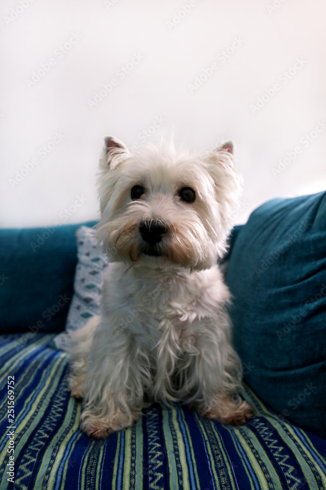 Dog photo shoot at home. Pet portrait of West Highland White Terrier dog lying and sitting on bed and blue blanket couch at house. Colin Westie Terrier very good looking dog posing in front of camera. Dog photo shoot at home. Pet portrait of West Highland White Terrier dog lying and sitting on bed and blue blanket couch at house. Colin Westie Terrier very good looking dog posing in front of camera.