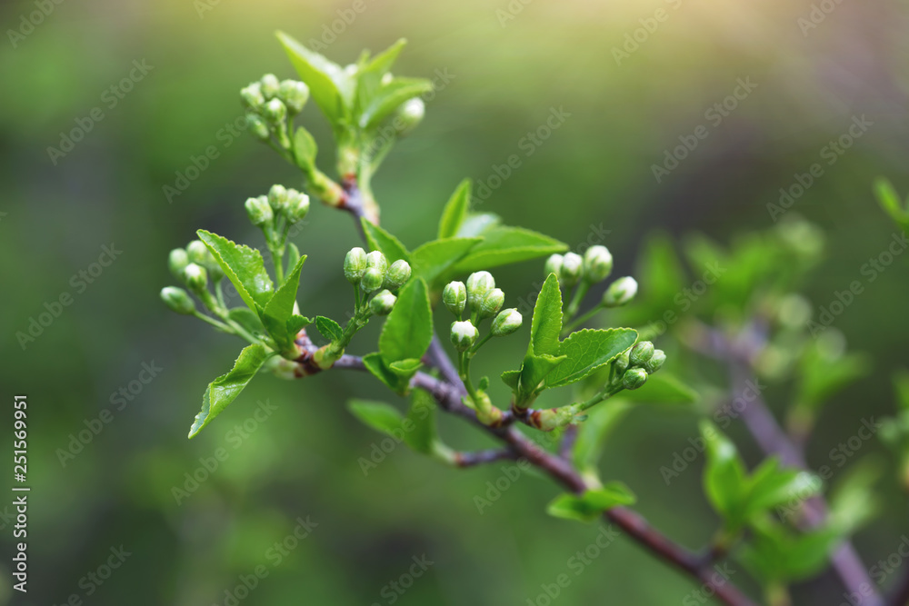 blooming tree branch close up blooming tree branch close up