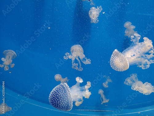 jellyfish in water
