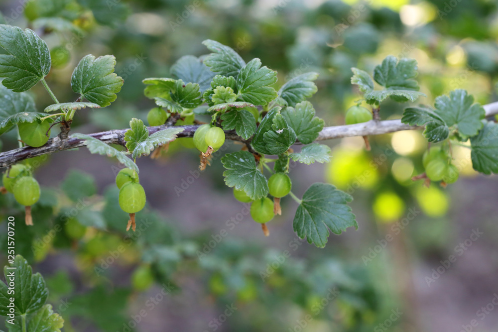 gooseberry branch close up