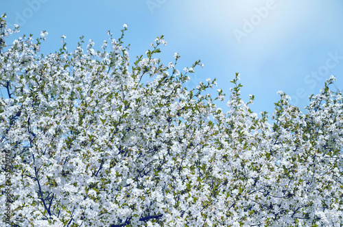 Branches of blossoming cherry.