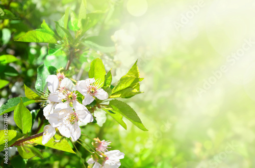 Sprig of cherry with flowers.