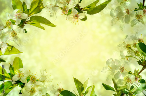 Cherry blossoms over green  background.