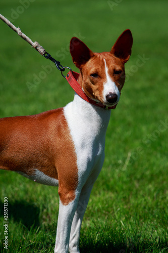 Dog breed Basenji