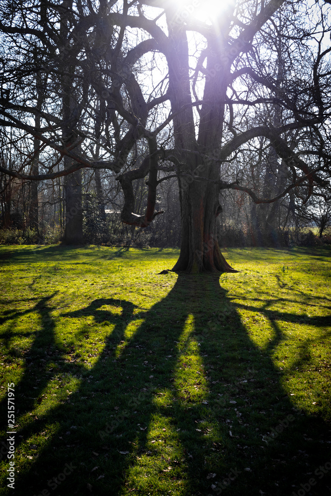 custom made wallpaper toronto digitaltrees and shadow in the park during sunny day