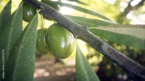 Primer plano de rama de olivo con hojas y aceitunas photo