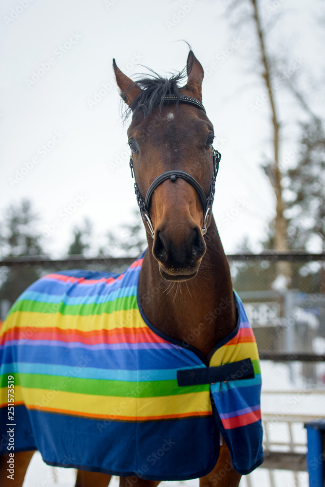 Portrait of domestic bay horse walking in the snow paddock in winter. The horse in the blanket