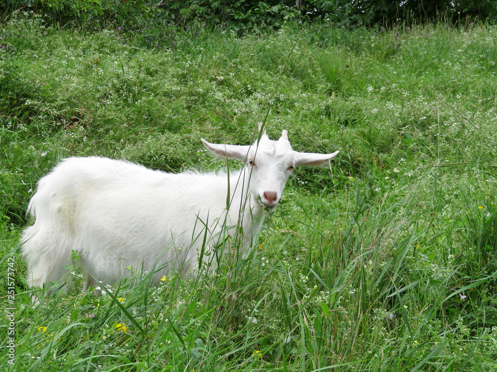 White goat grazing in the tall green grass at the edge of the forest. Kid goat on a pasture, picturesque rural landscape White goat grazing in the tall green grass at the edge of the forest. Kid goat on a pasture, picturesque rural landscape