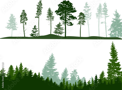high pines trees in two forest landscapes on white