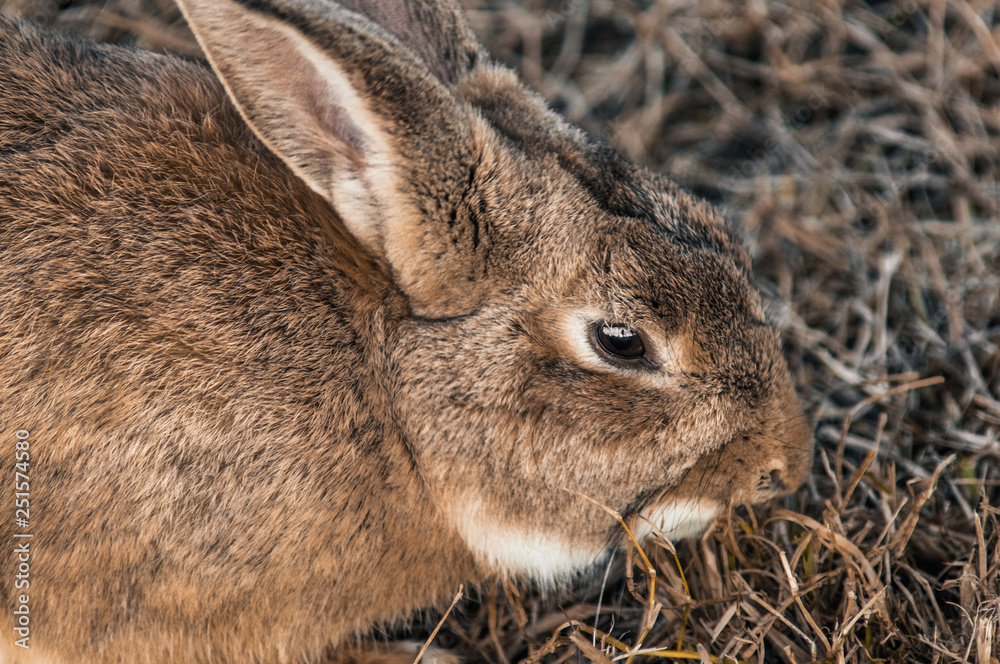 Naklejka premium rabbit in the park