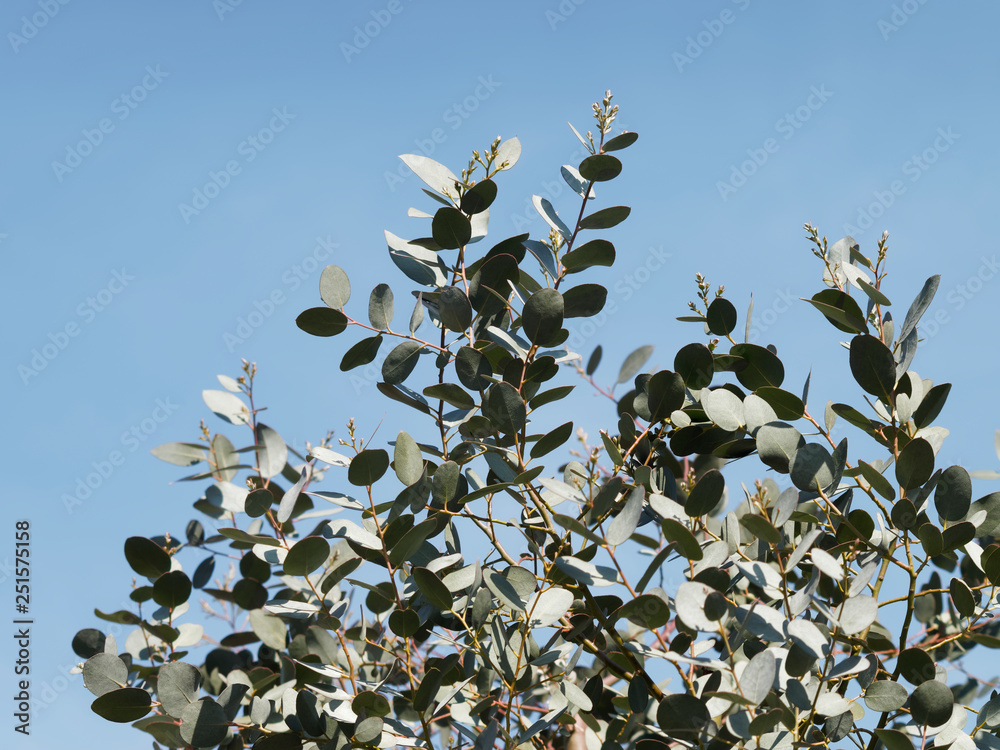 Φωτογραφία Rameaux au sommet de l'eucalyptus à feuilles rondes sous un ciel bleu (Eucalyptu