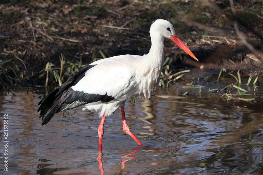 Fototapeta premium Storch watet durch das Wasser