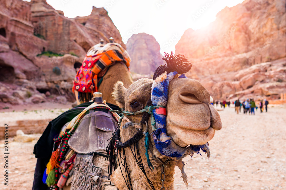 Close-up view of two beautiful camels in the Unesco World Heritage Site in Petra. Petra is a historical and archaeological city in southern Jordan.