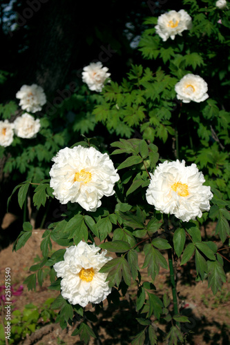 white peony flowers in the garden