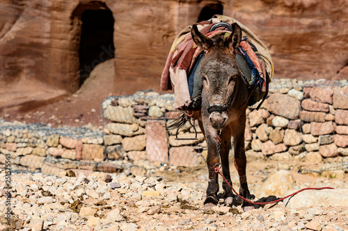 Close-up view of two a poor donkey in the Unesco World Heritage Site in Petra. Petra is a historical and archaeological city in southern Jordan.