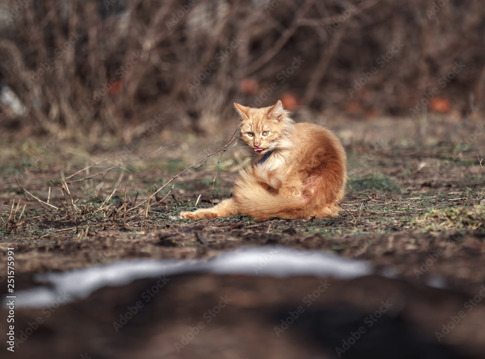 Obraz premium Beautiful cat basks in the spring sun