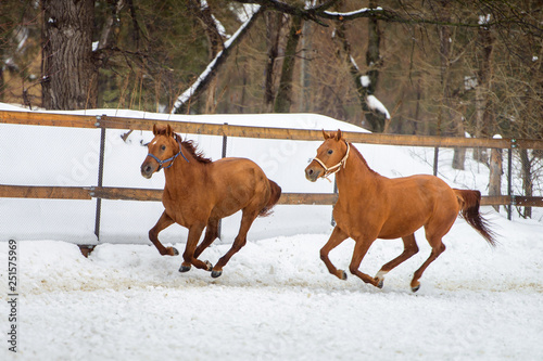Domestic red horses running and playing in the snow paddock in winter
