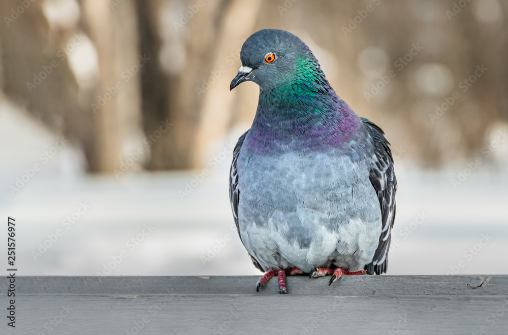 Obraz premium A gray pigeon with rainbow neck and bright eyes is on a gray wooden bench in the park in winter