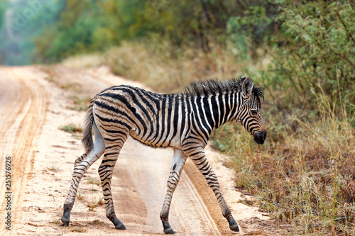 Junges Zebra auf einer Stra  e in S  dafrika