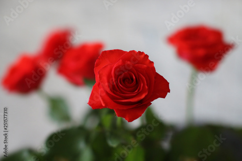 bouquet of red roses on a light background