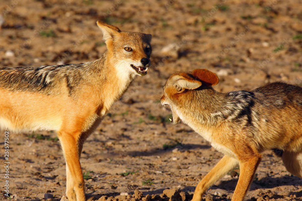 The pair of black-backed jackal (Canis mesomelas) is fighting close to waterhole. Predator in action with open mouth in the evening. The pair of black-backed jackal (Canis mesomelas) is fighting close to waterhole. Predator in action with open mouth in the evening.