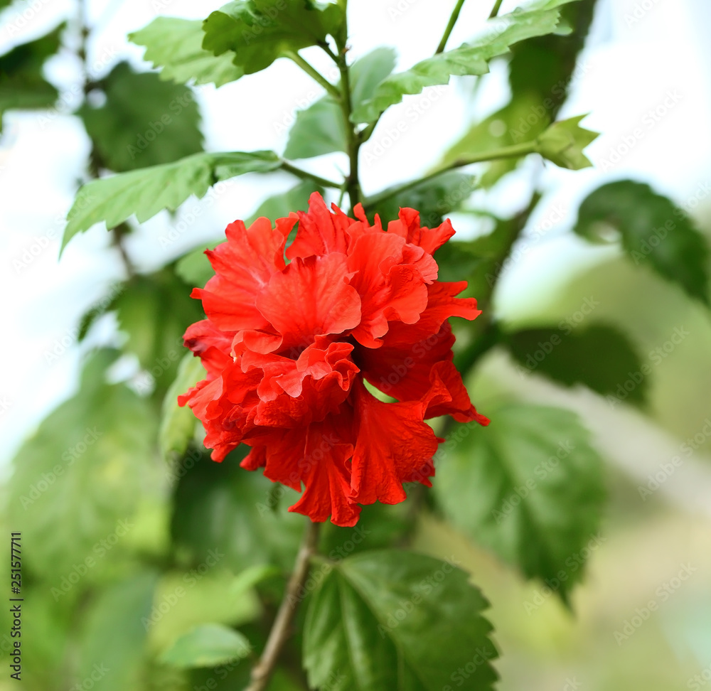 red hibiscus flower on a green background in a tropical garden.