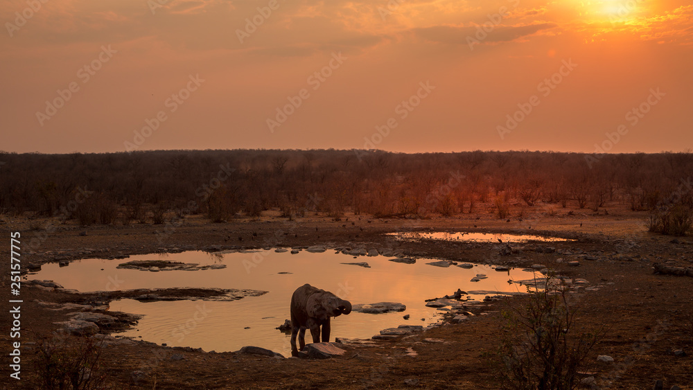 elephants drink from a water hole in Etosha, Namibia elephants drink from a water hole in Etosha, Namibia