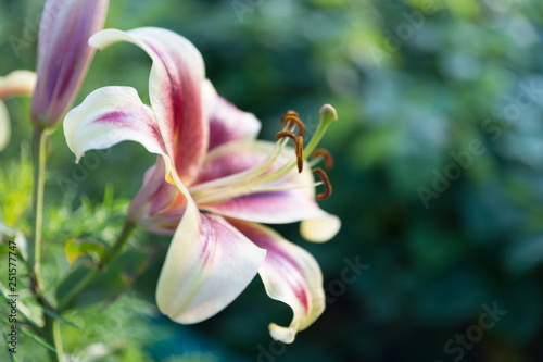 Beautiful decorative garden white lily on natural green background.