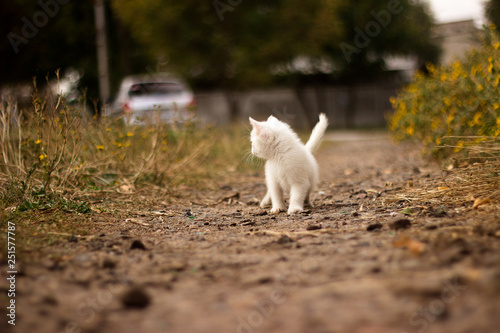 A white cat walking though roads of a villiage. peeking cat, young, street road, looking interested, playful, adventering, hunting