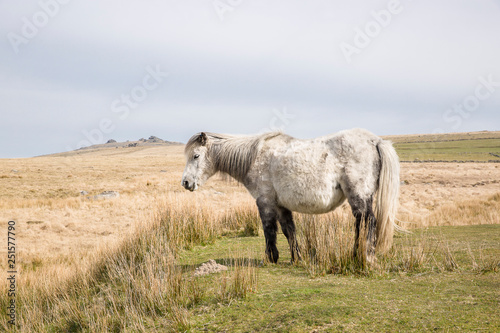 Semi-feral Dartmoor ponies grazing in the highland moorland of southern Devon, England
