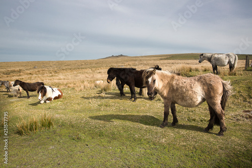 Semi-feral Dartmoor ponies grazing in the highland moorland of southern Devon, England