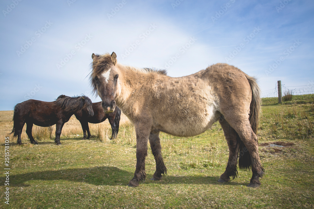 Obraz premium Semi-feral Dartmoor ponies grazing in the highland moorland of southern Devon, England