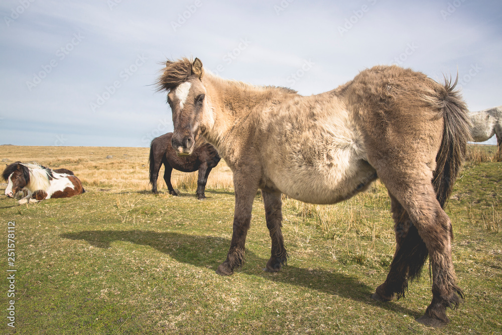 Obraz premium Semi-feral Dartmoor ponies grazing in the highland moorland of southern Devon, England