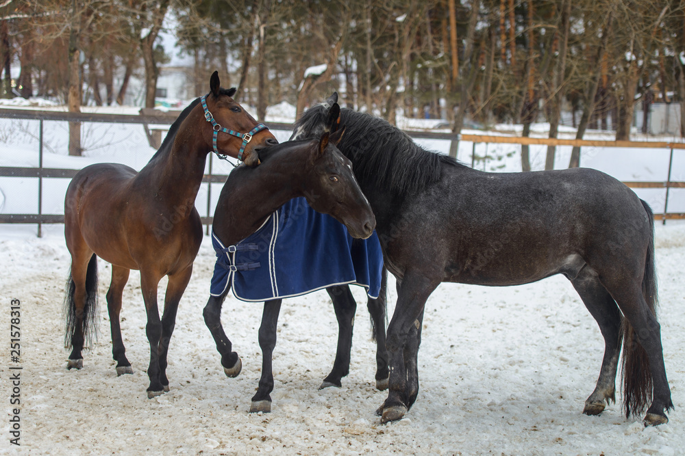 Domestic horses walking and biting each other in the snow paddock in winter Domestic horses walking and biting each other in the snow paddock in winter