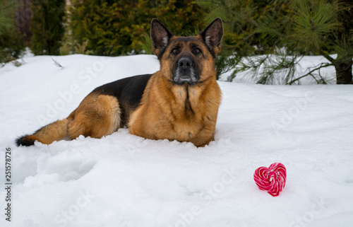 Dog in winter with heart