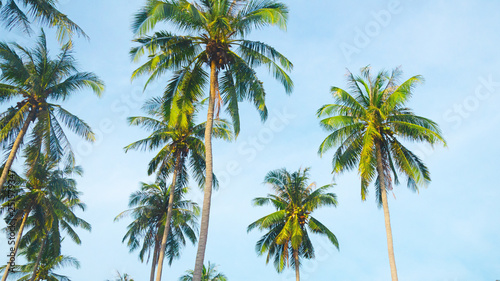tailandia asia palme spiaggia tropici © Kateryna Kovarzh