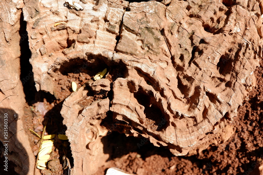 wood texture and wood root